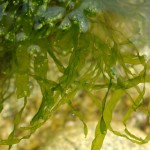 Водоросль Enteromorpha compressa