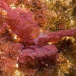 Водоросль Porphyra umbilicalis