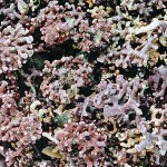 литотамниии калькарекум